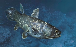 Penemuan Semula Ikan Coelacanth - Ikan Pra Sejarah Berusia 400 Juta Tahun Yang Telah Pupus 