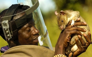Inilah Sebabnya Kenapa Tikus Sangat Bernilai di Afrika
