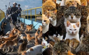 Pulau Aoshima : Pulau Kecil di Jepun Yang Dikuasai Kucing 