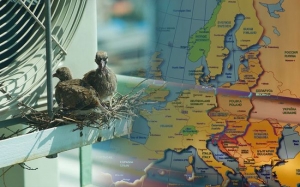 Masalah Ratusan Juta Burung Hilang di Eropah Yang Kian Membimbangkan