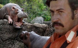 Saintis Desak Kerajaan Colombia Bunuh Badak Air Milik Pablo Escobar
