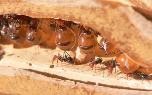 Honeypot: Semut Pengumpul Madu Untuk Koloni Semut