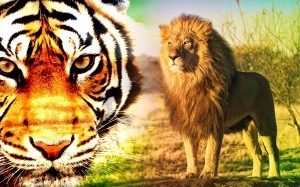 Singa vs Harimau: Yang Mana Lebih Kuat Dan Tangkas?