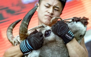 Sukan Kung Fu Rebahkan Lembu Yang Kian Popular di China