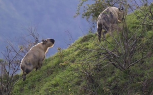 Haiwan Hibrid Lembu Dengan Kambing - Himalaya Takin