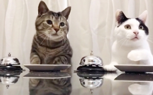 Viral di Twitter video kucing menekan loceng untuk memesan makanan