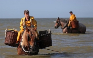 Tradisi Unik Nelayan Berkuda di Oostduinkerke, Belgium