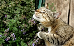 Catnip : Tumbuhan Mengkhayalkan Ibarat 'Ganja' Tetapi Baik Untuk Kucing Anda