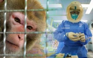 Vaksin COVID-19 Yang Dihasilkan Berjaya Lindungi Monyet Dari Novel Coronavirus - Kajian