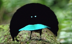 Vogelkop : Spesis Baru Cenderawasih 'Vantablack' Yang Sangat Menakjubkan