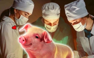 Teknologi Xenotransplantasi: Pemindahan Organ Haiwan Kepada Manusia