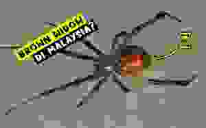 Brown Widow Spider Spesis Labah Labah Berbisa Yang Ada di Malaysia